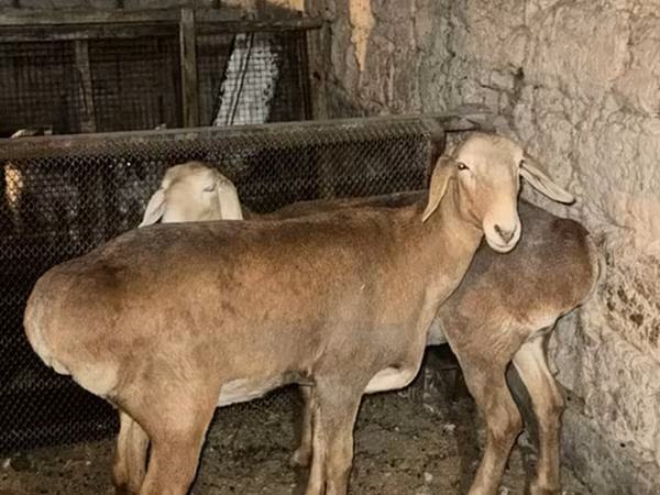 Saryarka sheep