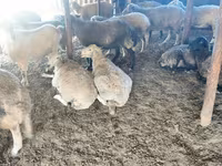 Oveja, Ovejas — foto 5