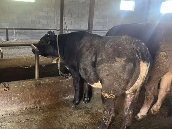 Toro, Aberdeen-Angus — Kirguistán