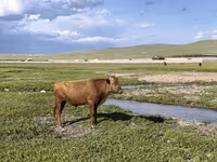 Bull, Cattle — photo 1