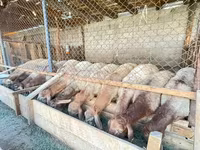 Carnero, Rhon sheep — foto 3