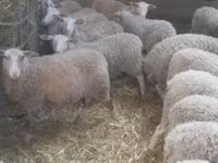 母羊, Sheep — 照片 1