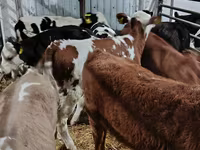 गाय, लिमोज़िन गाय — फ़ोटो 7