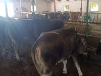 母牛, Alatau breed — 照片 7