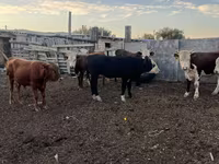 Bull, Cattle — photo 5