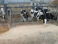 公牛, Holstein breed — 照片 3