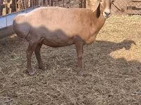母羊, Baerchuke sheep — 照片 4
