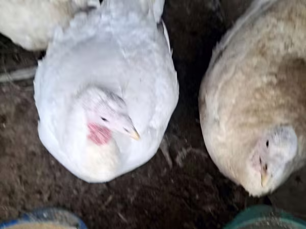 Turkeys