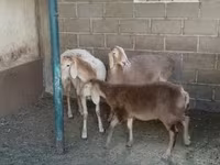 母羊, Arashan sheep — 照片 3