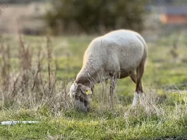Sheep, Katum sheep
