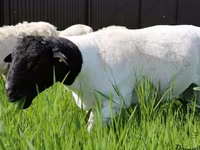 公羊, Sheep — 照片 1