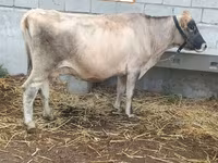 Cow, Cattle — photo 3