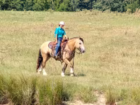 घोड़ा, Gypsy horse — फ़ोटो 8