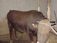 ثور, البقرة الحمراء السهوبية — الصورة 4