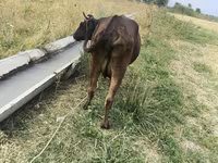 Cow, Cattle — photo 5