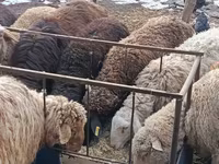 公羊, Hissar sheep — 照片 5