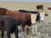 Bull, Cattle — photo 8