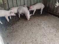 Verro, Cerdos — foto 2