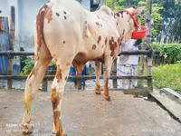 Bull, Cattle — photo 1