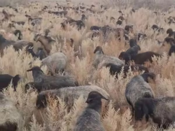 公羊, Sheep — 哈萨克斯坦