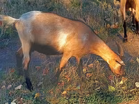 عنزة, الماعز — الصورة 2