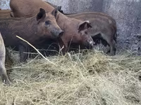 Boar, Мангалица — photo 1