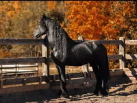 公马, Friesian — 照片 4