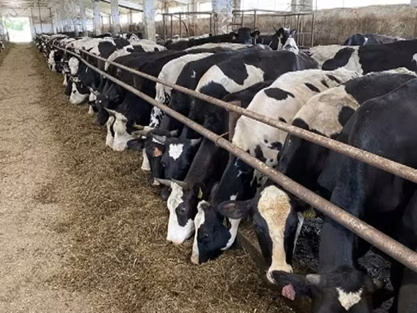 母牛, Yaroslavl cattle