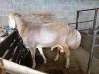 मेढ़ा, Rhon sheep — फ़ोटो 2