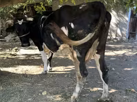 母牛, Holstein breed — 照片 6