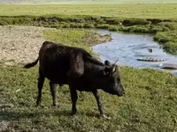 公牛, Cattle — 照片 8