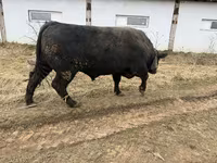 公牛, Aberdeen-Angus — 照片 1
