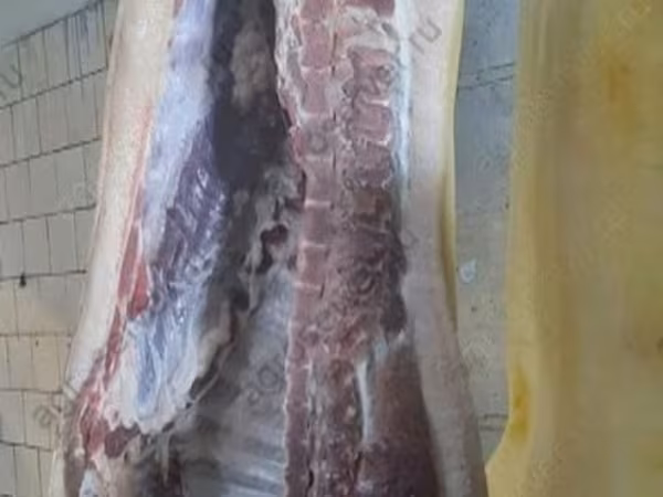 Verro, Cerdos