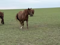 母马, Horses — 照片 2