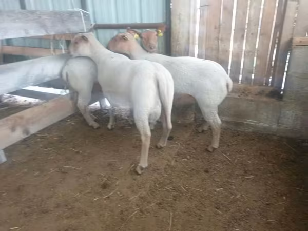母羊, Baerchuke sheep