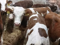 Bulle, Simmental cattle — Foto 6