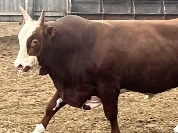 公牛, Hereford