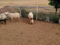 公羊, Sheep — 照片 4