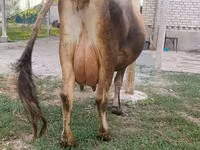 母牛, Cattle — 照片 7