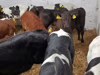 Bull, Cattle — photo 6