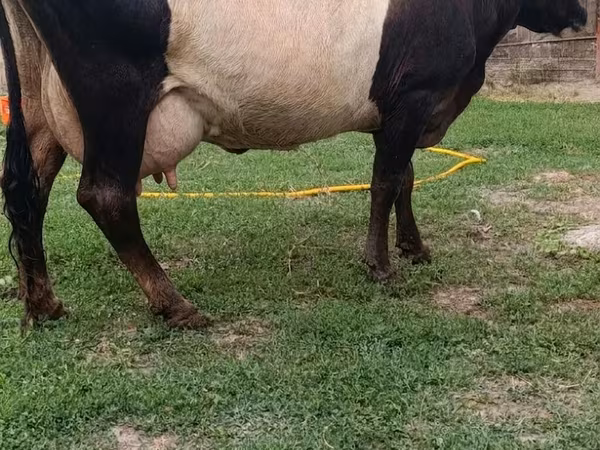 Cattle