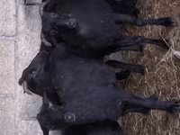 母羊, Sheep — 照片 1