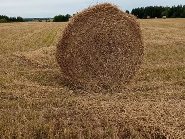 Солома