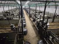 公牛, Cattle — 照片 2