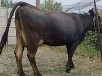 بقرة, Simmental cattle — الصورة 1