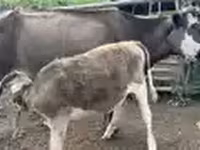 Cow, Cattle — photo 4