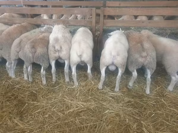 母羊, Baerchuke sheep