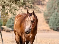 घोड़ा, Quarter Horse — फ़ोटो 4