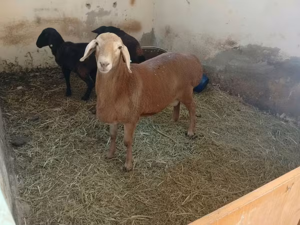 Arashan sheep