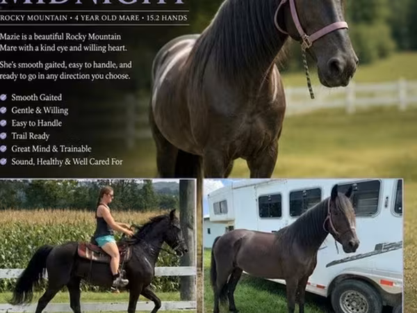 母马, Przewalski's horse